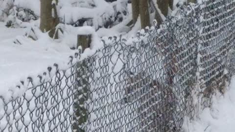 Foxes Having Fun in the Snow