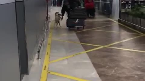 Excited Jack Russells Greet Owner In Airport Arrivals Lounge