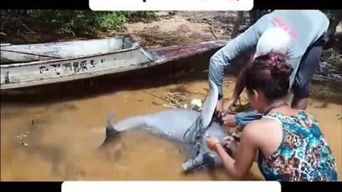 Watch how they save the dolphin 🐬