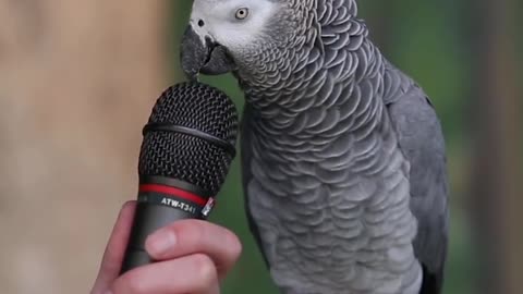 Bless to watch parrot talking #meet EINSTEIN an african gey parrot.