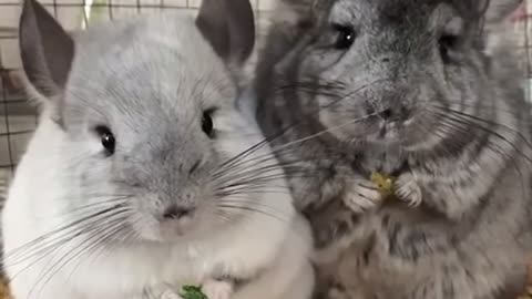 Minions of animal world enjoying the treat.