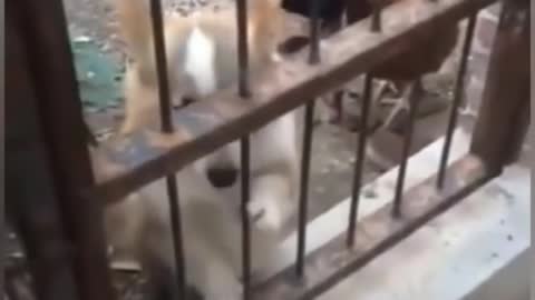 Cock vs dog funny fight 🥰