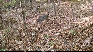 Doe and yearling eating...again.