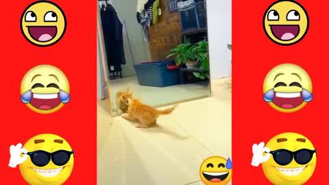 Why This cat is Doing Overacting Infornt Of the Mirror 😅😂