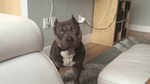 Conversations with my Dog. Czr American Bully Answers Questions.