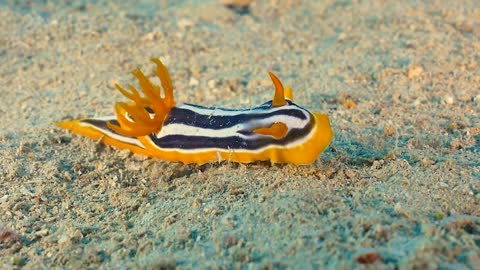 Beautiful Quadricolored Sea Slug