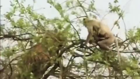 tiger vs monkey