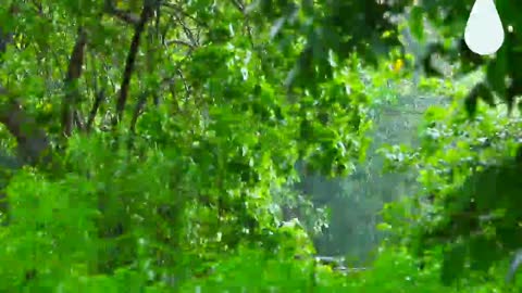 Beautiful Rain Raining Scenery & Neture vedio || Beautifull Rain Video || HD Nature Video