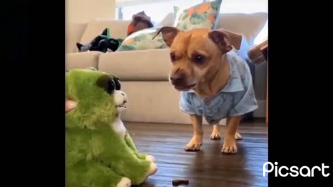 Funny Pet animals Video part 1 🐶🐱🤣