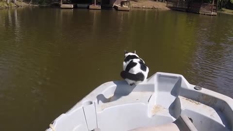 Our cat diving and swimming