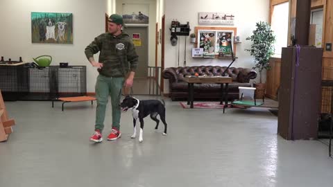 How to Train ANY DOG -Training foundation episode 1