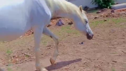 Kathiyavadi beautiful horse #horsebaby #viralhorse