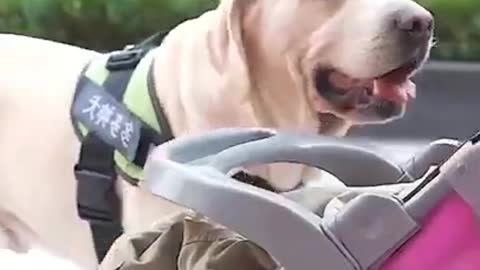 Smart Dog saves Baby.