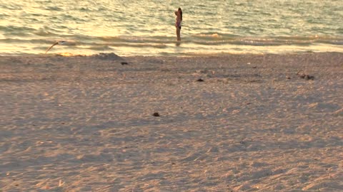 Birds On Beach Stock Video