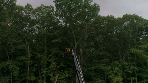 Tree Cutting by Robotic Crane