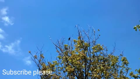 Singing starling