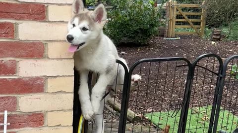 Malamute Puppy Climbs Gate