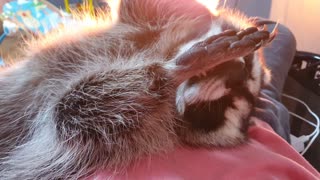 Raccoon is lying on my sister's boat, enjoying the stove and grooming.