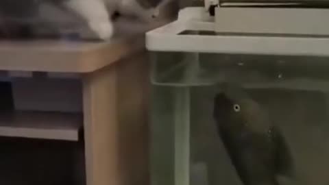 AQUARIUM CAT FISHING