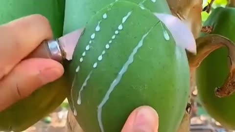 Amazing Fruit videos collection | Fruits Heaven