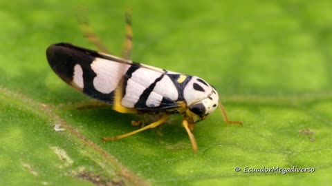 Exotic rainforest leafhopper shows off dazzling colors