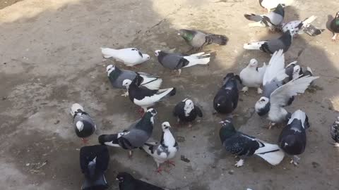 Feeding the birds in the morning