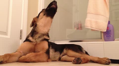 German Shepherd sings along with his owner in the bathroom