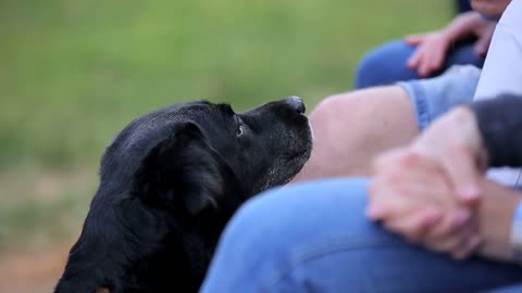 Black labrador with the owners at the backyard pet party