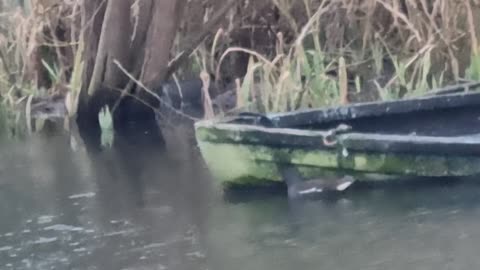 Moorhen Bird On A Small Lake In Great Britain.