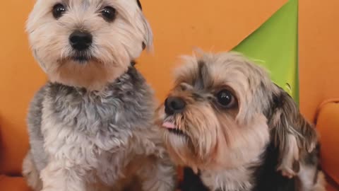 Dogs Wearing Party Hats