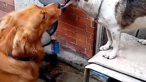 Golden retriver vs asong pinoy dog fight funny dogs