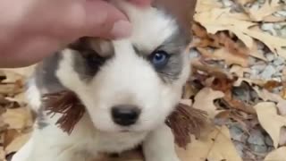 Husky cute pup