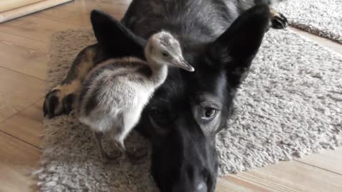 German Shepherd puppy befriends newly hatched bird