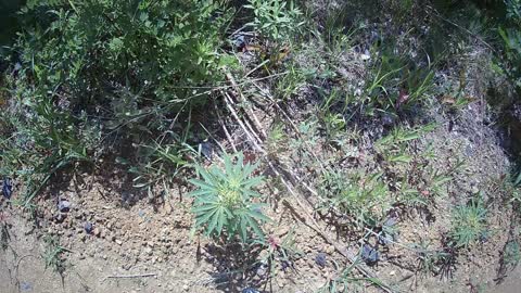 Pot growing in the ST Paul Area