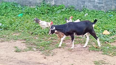 Gots And Cock Eating Grass Same Time