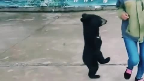 Bear Dancing with his owner 🐻 Funny videos of Animals😂