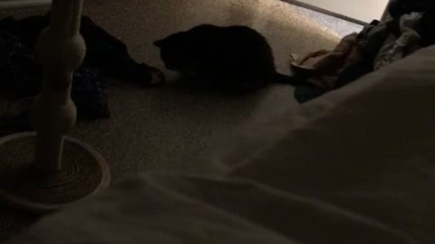 Cat jumps randomly while messing with string