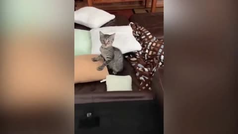 Funny cat video