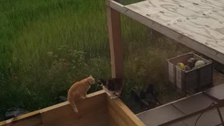 Noisy cats