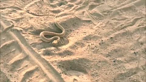 Dubai desert snake Cerastes