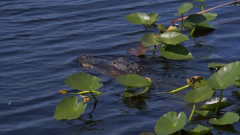 Close Up, Alligator Moving Through Everglades, Slow Motion