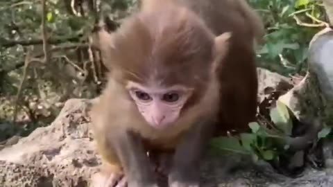 Compilation of Adorable Baby Animals