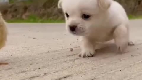 Funny and cute puppy - follow me