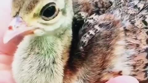 I like the part where the white peacock spreads its tail. It's so beautiful