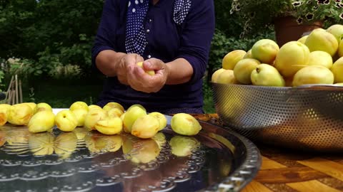 Harvesting a Lot of Apricots for Drying