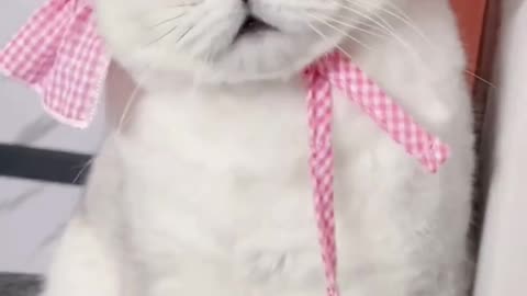 Cute cat Manipulation