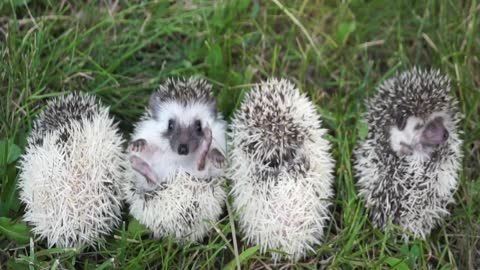 Baby Hedgehogs Are Adorable Balls Of Cuteness