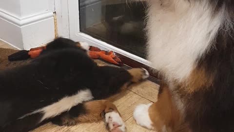 Very loud Bernese Mountain Dog puppy annoying his older brother