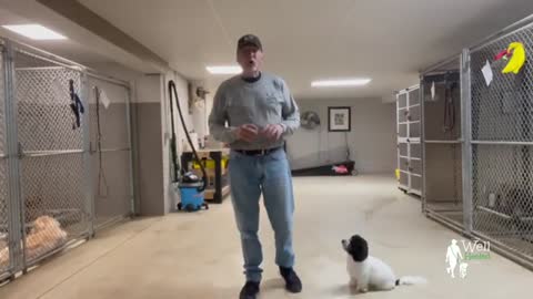 Teach_Your_Dog_to_Stop_Jumping_-_Simple_Dog_Training_Tips