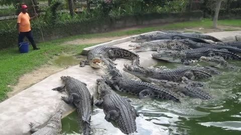 Crocodile Feeding at Langkawi Crocodile Farm